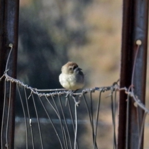 Aphelocephala leucopsis at Tharwa, ACT - 9 Jun 2019