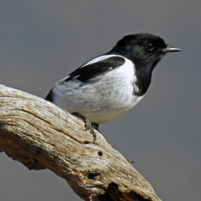 Melanodryas cucullata cucullata (Hooded Robin) at Tharwa, ACT - 9 Jun 2019 by RodDeb