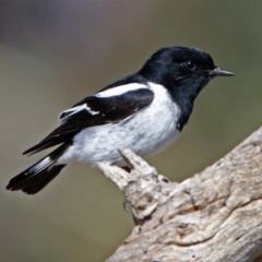 Melanodryas cucullata cucullata at Tharwa, ACT - 9 Jun 2019