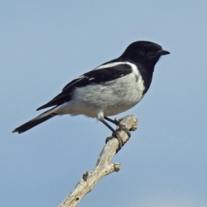 Melanodryas cucullata cucullata at Tharwa, ACT - suppressed