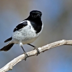 Melanodryas cucullata cucullata at Tharwa, ACT - suppressed