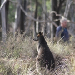 Wallabia bicolor (Swamp Wallaby) at Gundaroo, NSW - 26 May 2019 by Gunyijan
