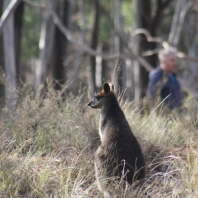 Wallabia bicolor (Swamp Wallaby) at Gundaroo, NSW - 26 May 2019 by Gunyijan