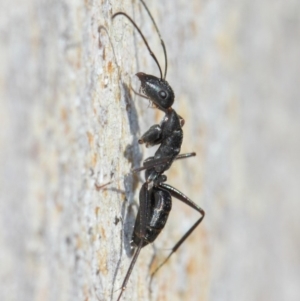 Camponotus sp. (genus) at Acton, ACT - 31 May 2019 09:47 AM