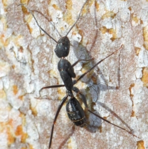 Camponotus sp. (genus) at Acton, ACT - 31 May 2019 09:47 AM