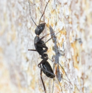 Camponotus sp. (genus) at Acton, ACT - 31 May 2019 09:47 AM