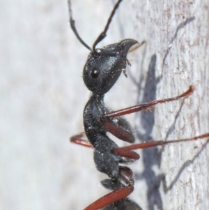 Camponotus suffusus at Acton, ACT - 31 May 2019 09:50 AM