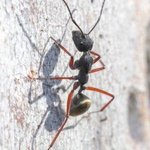 Camponotus suffusus at Acton, ACT - 31 May 2019 09:50 AM