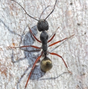 Camponotus suffusus at Acton, ACT - 31 May 2019 09:50 AM