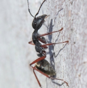 Camponotus suffusus at Acton, ACT - 31 May 2019 09:50 AM