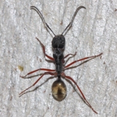 Camponotus suffusus (Golden-tailed sugar ant) at Acton, ACT - 31 May 2019 by TimL