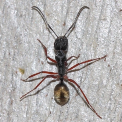 Camponotus suffusus (Golden-tailed sugar ant) at Acton, ACT - 30 May 2019 by TimL