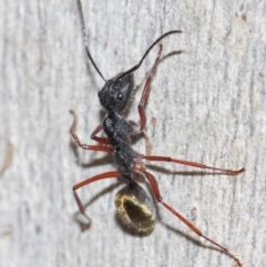 Camponotus suffusus at Acton, ACT - 31 May 2019