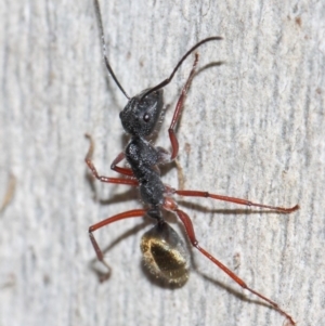 Camponotus suffusus at Acton, ACT - 31 May 2019 09:53 AM