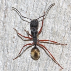 Camponotus suffusus at Acton, ACT - 31 May 2019