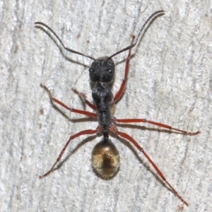 Camponotus suffusus at Acton, ACT - 31 May 2019