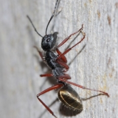 Camponotus suffusus at Acton, ACT - 31 May 2019