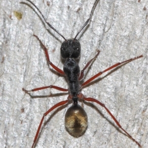 Camponotus suffusus at Acton, ACT - 31 May 2019 09:53 AM