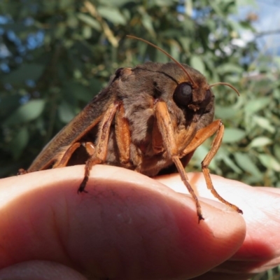 Abantiades (genus) (A Swift or Ghost moth) at Blue Mountains National Park, NSW - 30 Mar 2019 by RobParnell