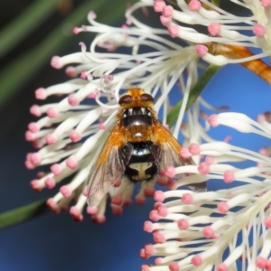 Microtropesa sp. (genus) at Hackett, ACT - 27 Apr 2019 12:46 PM