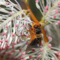 Microtropesa sp. (genus) at Hackett, ACT - 27 Apr 2019