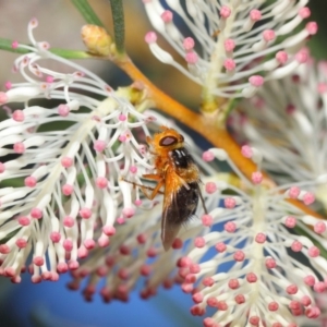 Microtropesa sp. (genus) at Hackett, ACT - 27 Apr 2019