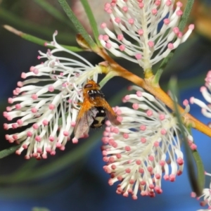 Microtropesa sp. (genus) at Hackett, ACT - 27 Apr 2019 12:46 PM