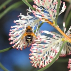 Microtropesa sp. (genus) at Hackett, ACT - 27 Apr 2019