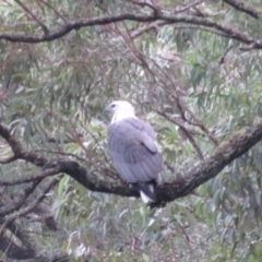 Haliaeetus leucogaster (White-bellied Sea-Eagle) at Blue Mountains National Park, NSW - 26 Mar 2019 by RobParnell