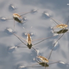 Tenagogerris euphrosyne (Water Strider) at Blue Mountains National Park, NSW - 27 Mar 2019 by RobParnell