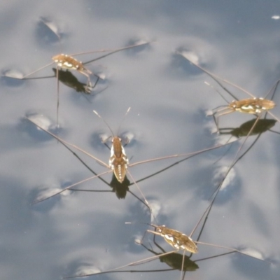 Tenagogerris euphrosyne (Water Strider) at Blue Mountains National Park, NSW - 27 Mar 2019 by RobParnell