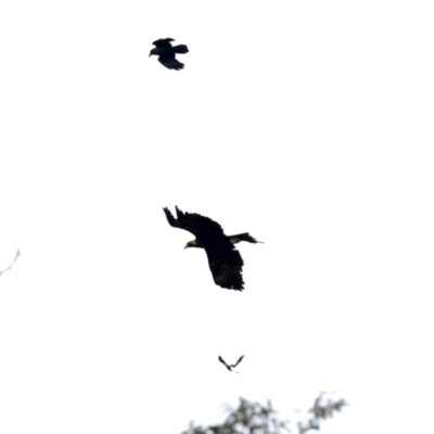 Aquila audax (Wedge-tailed Eagle) at Majura, ACT - 10 Jun 2019 by jbromilow50