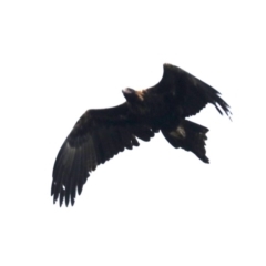 Aquila audax at Majura, ACT - 10 Jun 2019 11:47 AM