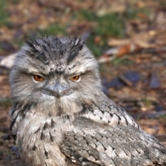 Podargus strigoides (Tawny Frogmouth) at Majura, ACT - 8 Jun 2019 by jbromilow50