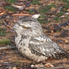 Podargus strigoides at Majura, ACT - 9 Jun 2019