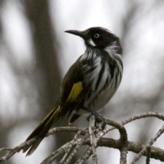 Phylidonyris novaehollandiae (New Holland Honeyeater) at Fyshwick, ACT - 3 Jun 2019 by jb2602