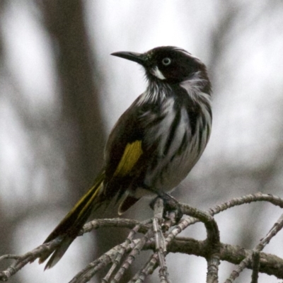 Phylidonyris novaehollandiae (New Holland Honeyeater) at Fyshwick, ACT - 3 Jun 2019 by jb2602