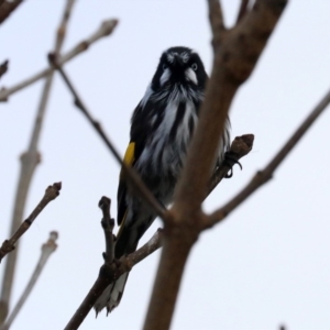 Phylidonyris novaehollandiae at Fyshwick, ACT - 3 Jun 2019