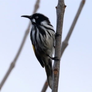 Phylidonyris novaehollandiae at Fyshwick, ACT - 3 Jun 2019