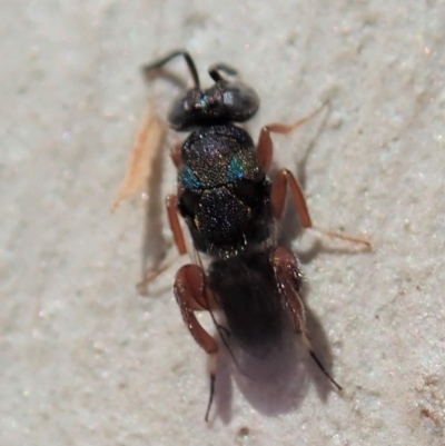 Chalcididae (family) (Unidentified chalcid wasp) at Cook, ACT - 18 Mar 2019 by CathB