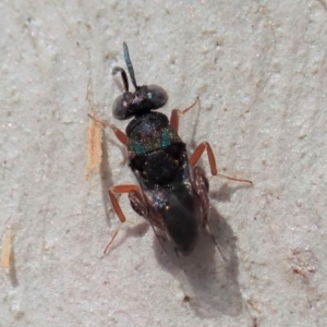 Chalcididae (family) at Cook, ACT - 18 Mar 2019 03:28 PM