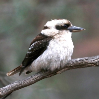 Dacelo novaeguineae (Laughing Kookaburra) at Ainslie, ACT - 10 Jun 2019 by jb2602