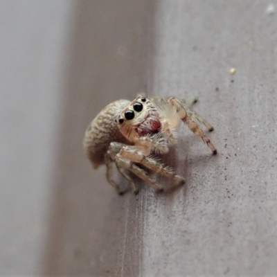 Opisthoncus grassator (Jumping spider) at Cook, ACT - 23 Mar 2019 by CathB