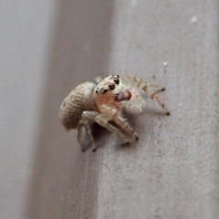 Opisthoncus grassator at Cook, ACT - 23 Mar 2019