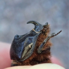 Dasygnathus sp. (genus) at Dunlop, ACT - 26 Mar 2019 06:52 PM