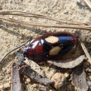 Sphallomorpha sp. (genus) at Cook, ACT - 10 Mar 2019 08:59 AM