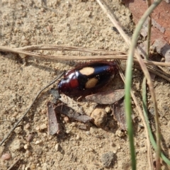 Sphallomorpha sp. (genus) at Cook, ACT - 10 Mar 2019 08:59 AM