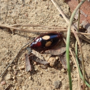 Sphallomorpha sp. (genus) at Cook, ACT - 10 Mar 2019