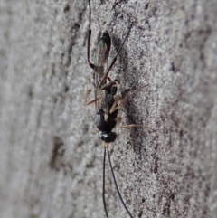 Ichneumonidae (family) (Unidentified ichneumon wasp) at Cook, ACT - 15 Mar 2019 by CathB