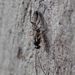 Ichneumonidae (family) (Unidentified ichneumon wasp) at Cook, ACT - 16 Mar 2019 by CathB